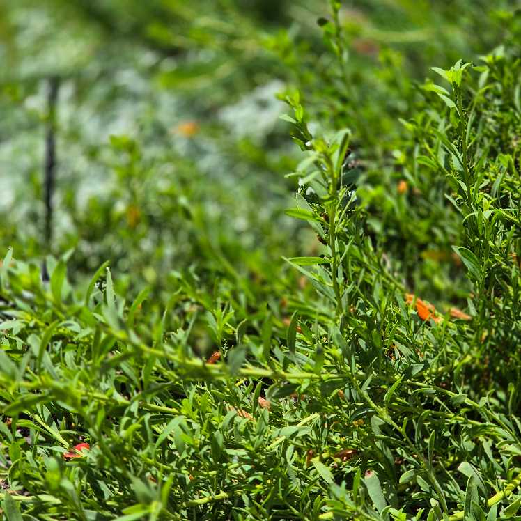 Close-up of green foliage with a blurred background