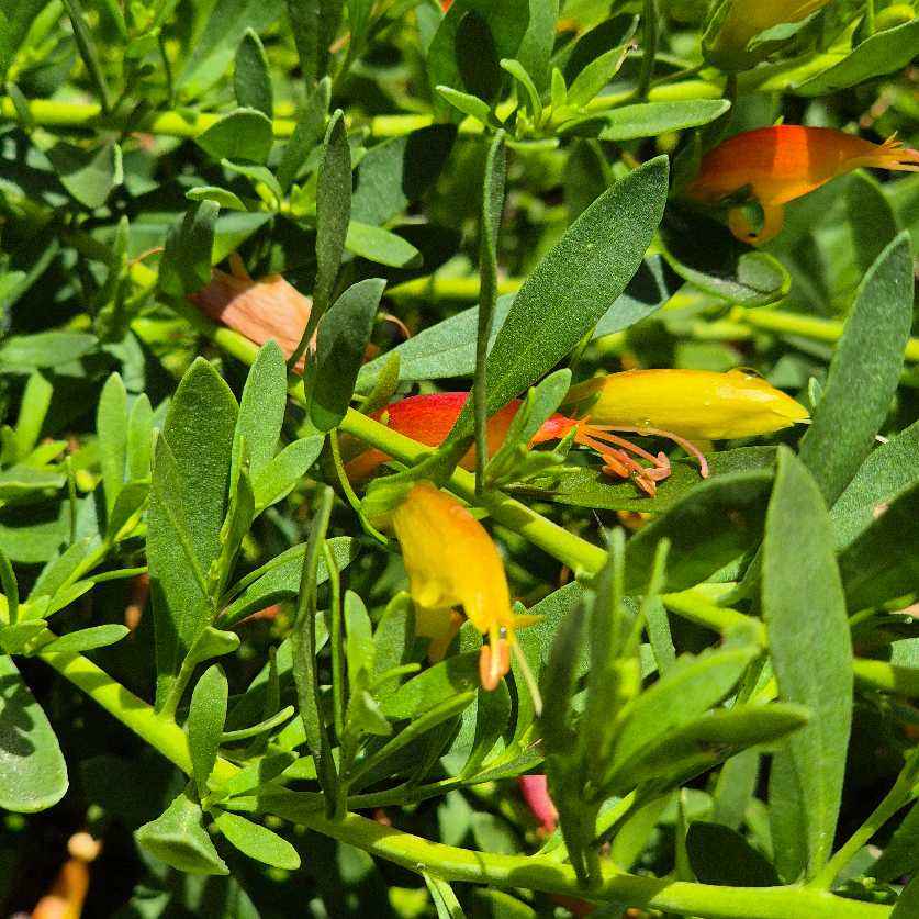 Close-up of green leaves with small red and yellow flowers.