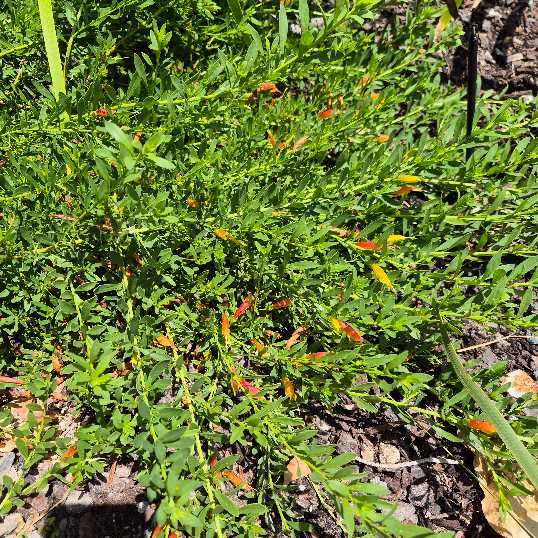 Close-up of a plant with small red flowers and green leaves.