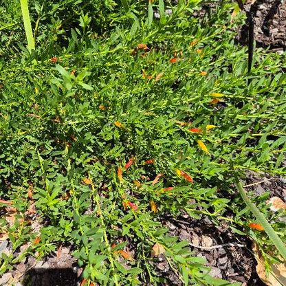Close-up of a plant with small red flowers and green leaves.