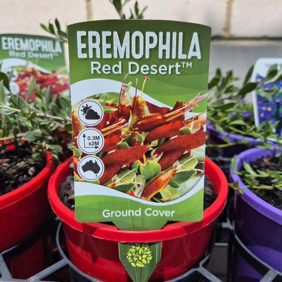 Eremophila Red Desert plant label in a pot with other plants in the background