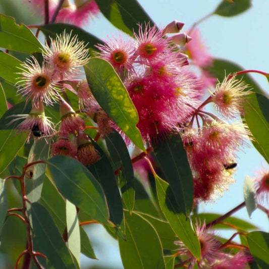 Pink Flowering Marri - Corymbia calophylla rosea