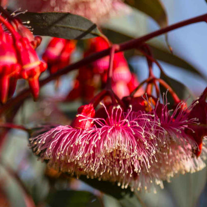 close up of pink flowers on a coral gum