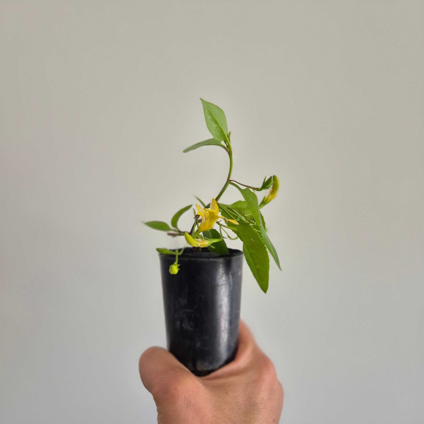 Hand holding a small potted plant with yellow flowers against a plain background