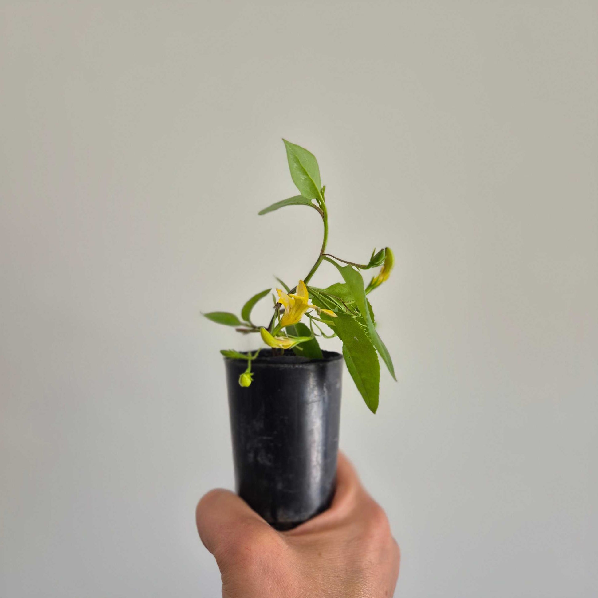 Hand holding a small potted plant with yellow flowers against a plain background