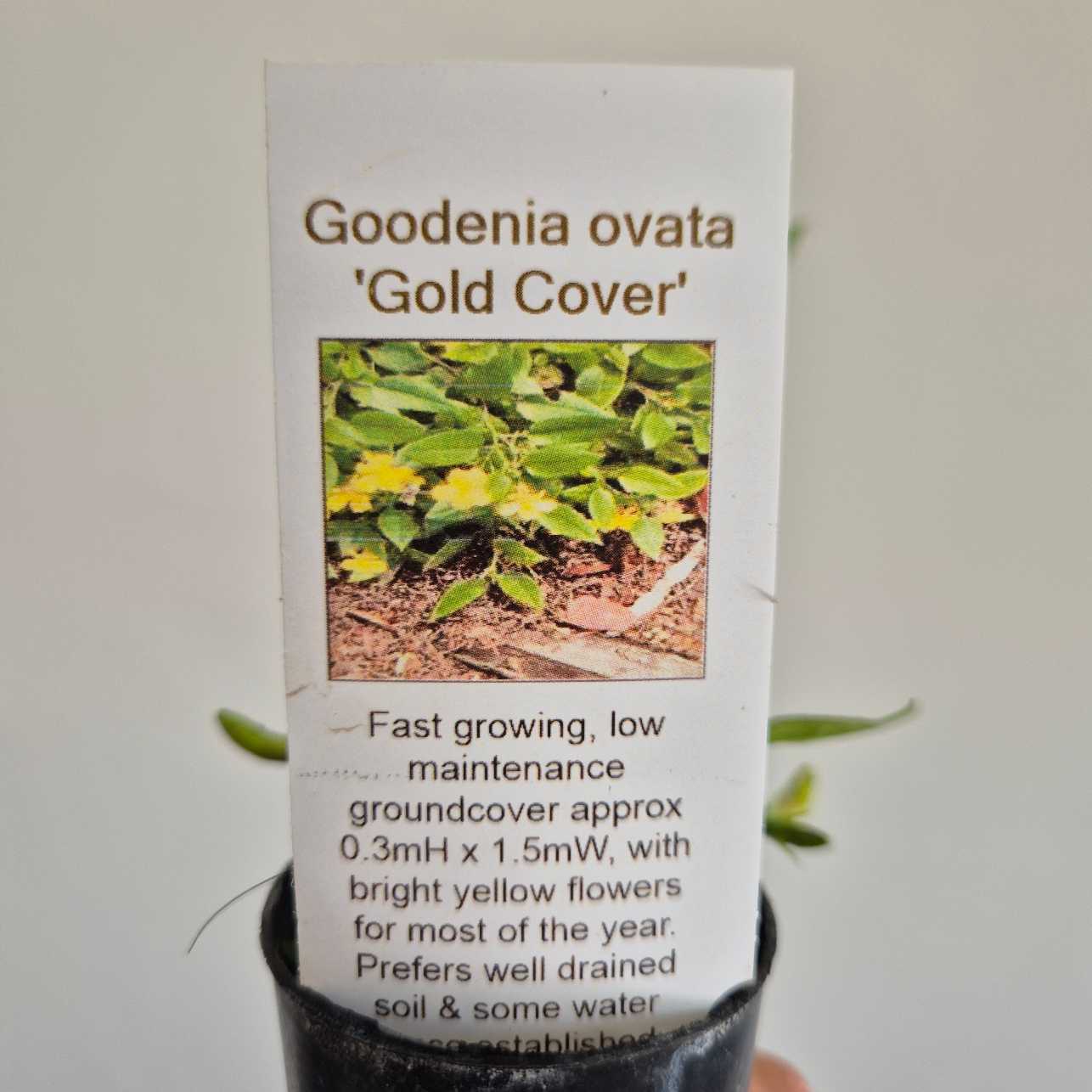Goodenia ovata 'Gold Cover' plant label with plant image and text on a white background