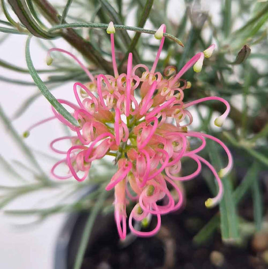 Grevillea brachystachya