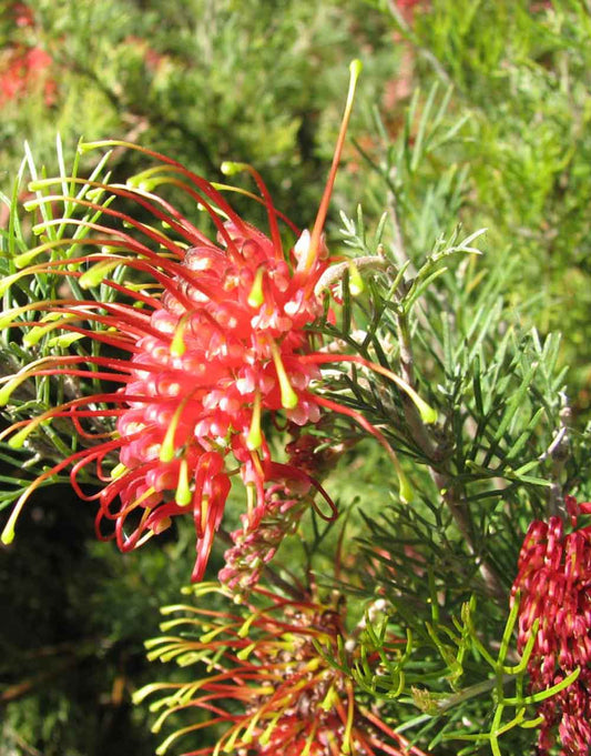Spider-net Grevillea | Grevillea thelemanniana