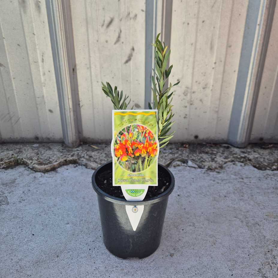 Potted plant with a tag on a concrete surface against a wooden fence.