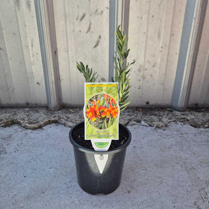 Potted plant with a tag on a concrete surface against a wooden fence.