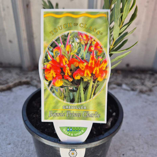 Potted plant with a label for Grevillea Bonnie Prince Charlie on a concrete surface.