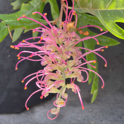 Close-up of a pink grevillea flower with green leaves on a dark background