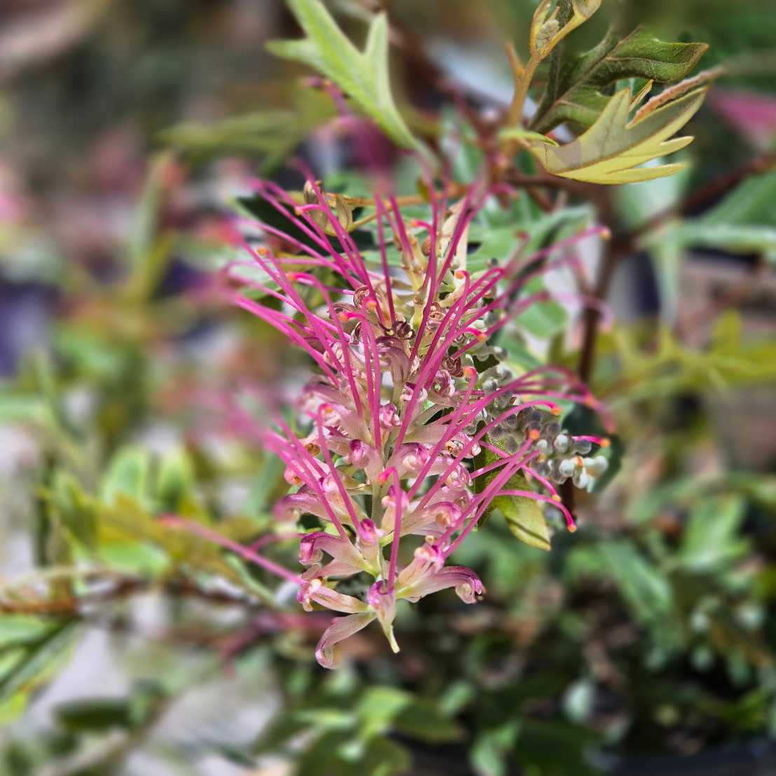 Close-up of a pink flower with green leaves in the background