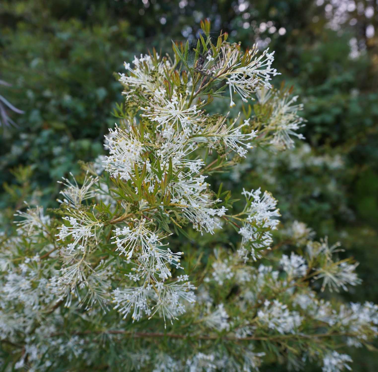 Close-up of a plant with white flowers and green leaves against a blurred natural background