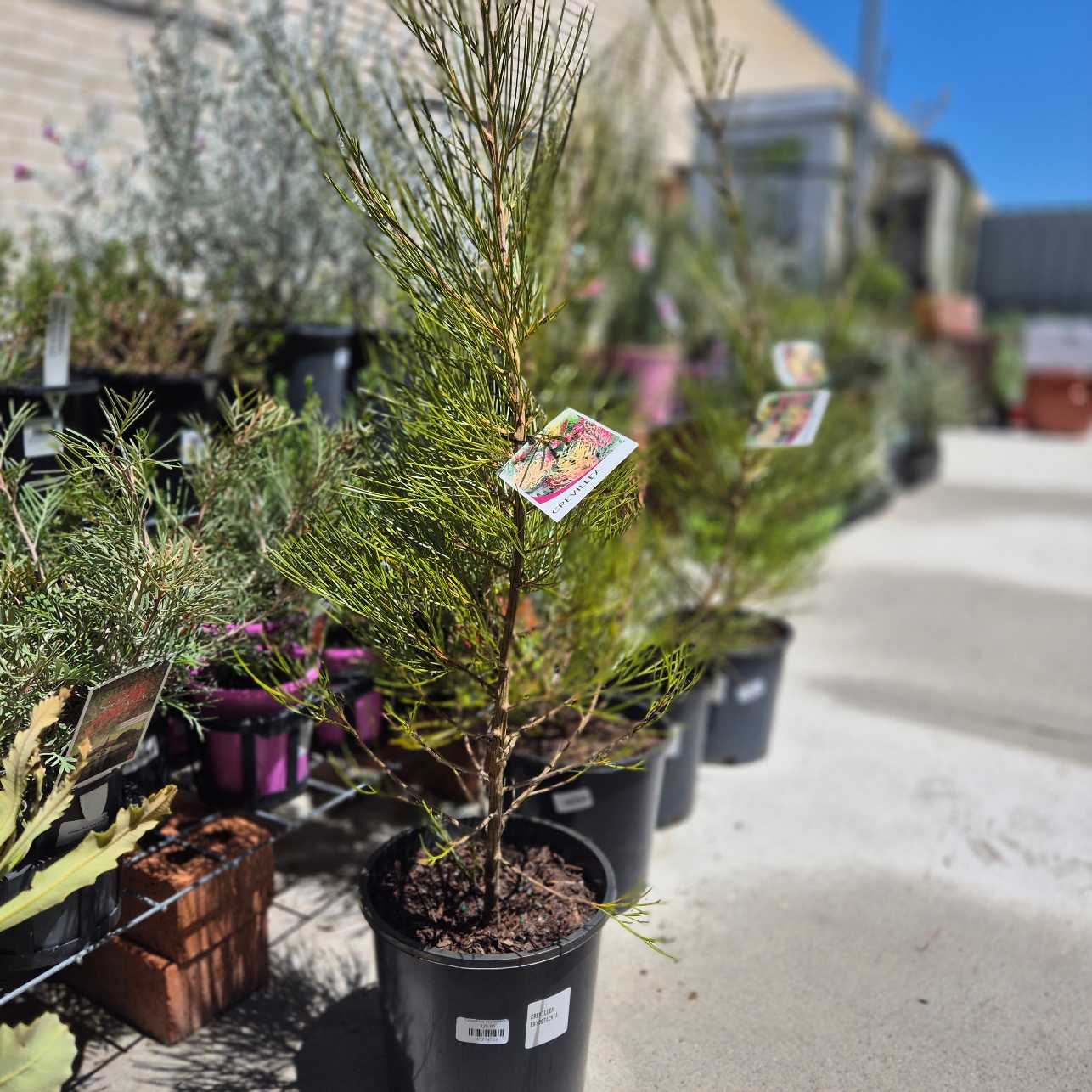 Row of potted plants with tags in a garden center setting