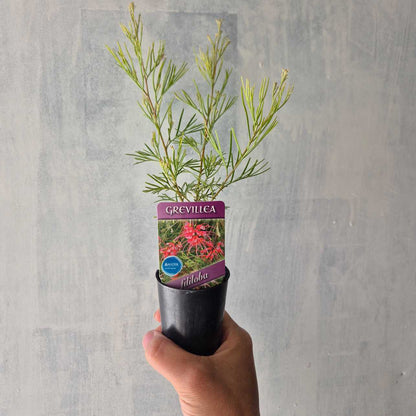 Potted Grevillea plant held against a gray background