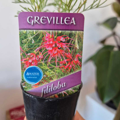 Grevillea fililoba plant with a purple label showing red flowers and green foliage.