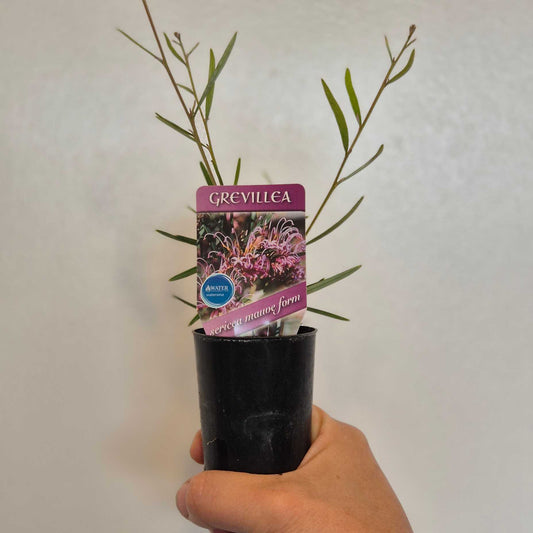 Hand holding a potted Grevillea plant with a label against a plain background