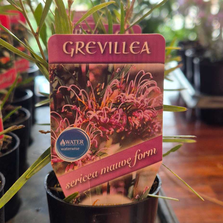 Potted Grevillea plant with a label indicating 'sericea mauve form' on a blurred background.