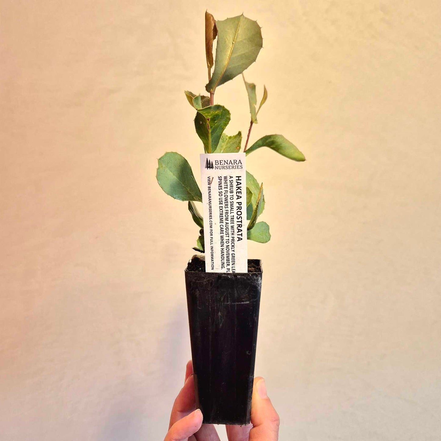 Small potted plant held by a hand with a visible label against a plain background