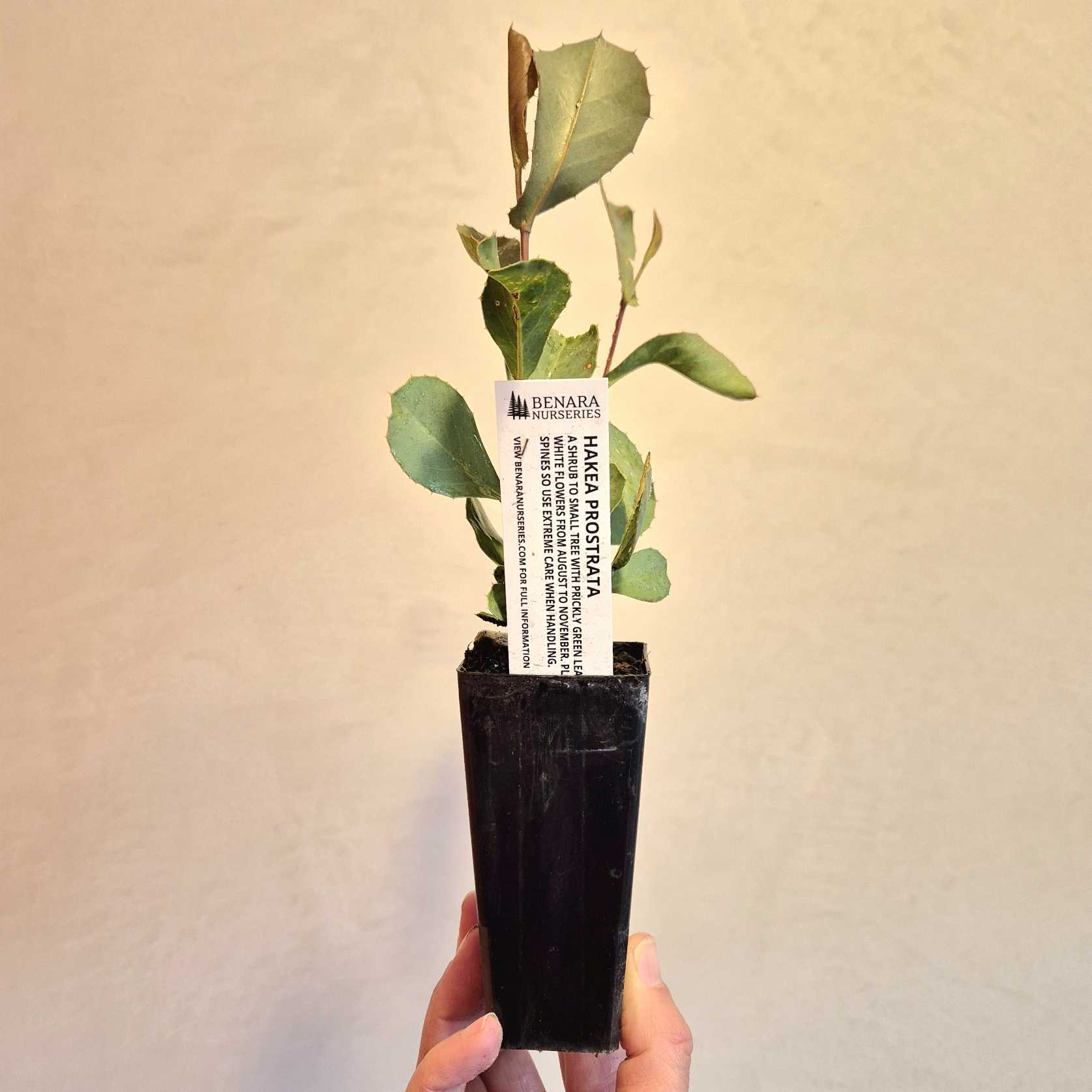 Small potted plant held by a hand with a visible label against a plain background
