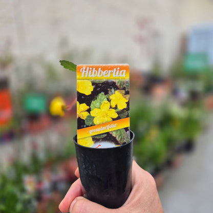Hibbertia plant in a pot with a branded label held by a hand against a blurred garden background.