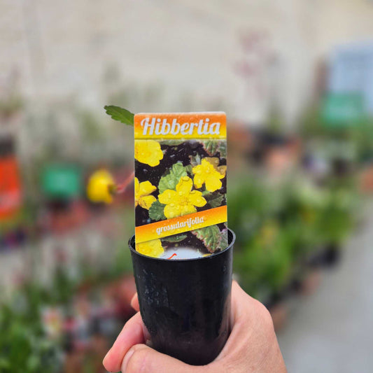 Hibbertia plant in a pot with a branded label held by a hand against a blurred garden background.