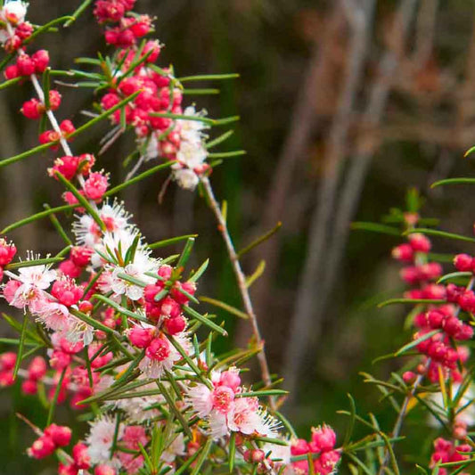 White Myrtle | Hypocalymma angustifolium