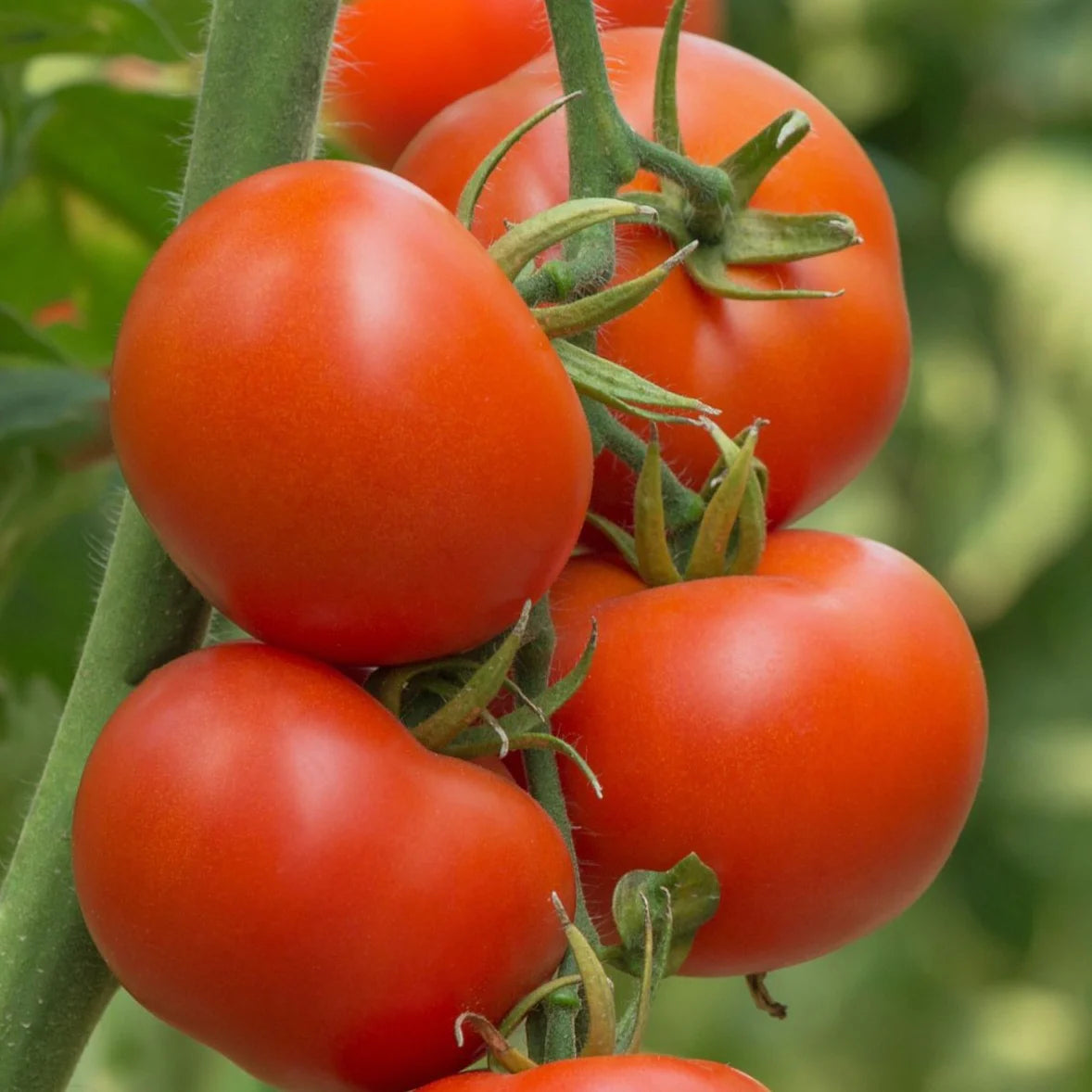 Tomato 'Burnley Surecrop'
