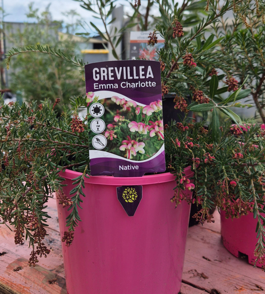Grevillea 'Emma Charlotte'
