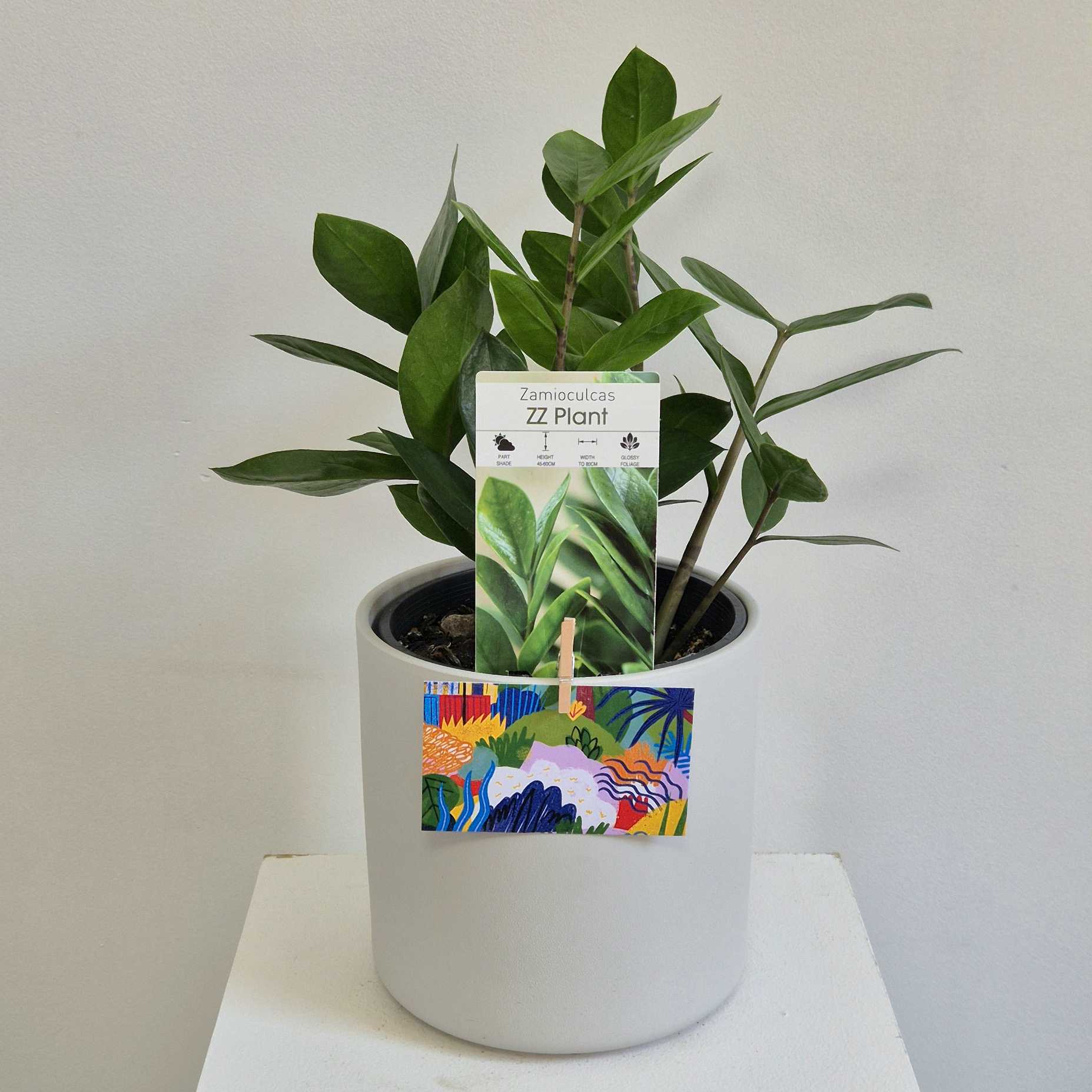 zz plant in a white pot with a white background