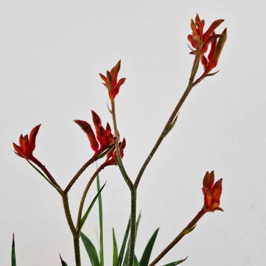 Kangaroo Paw 'Bush Ballad'