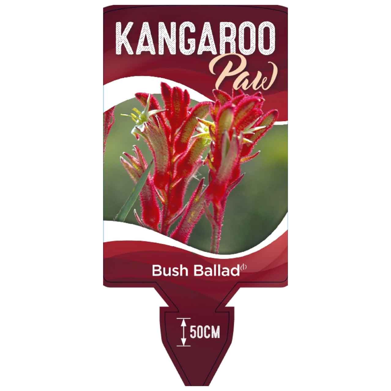 Kangaroo Paw 'Bush Ballad'