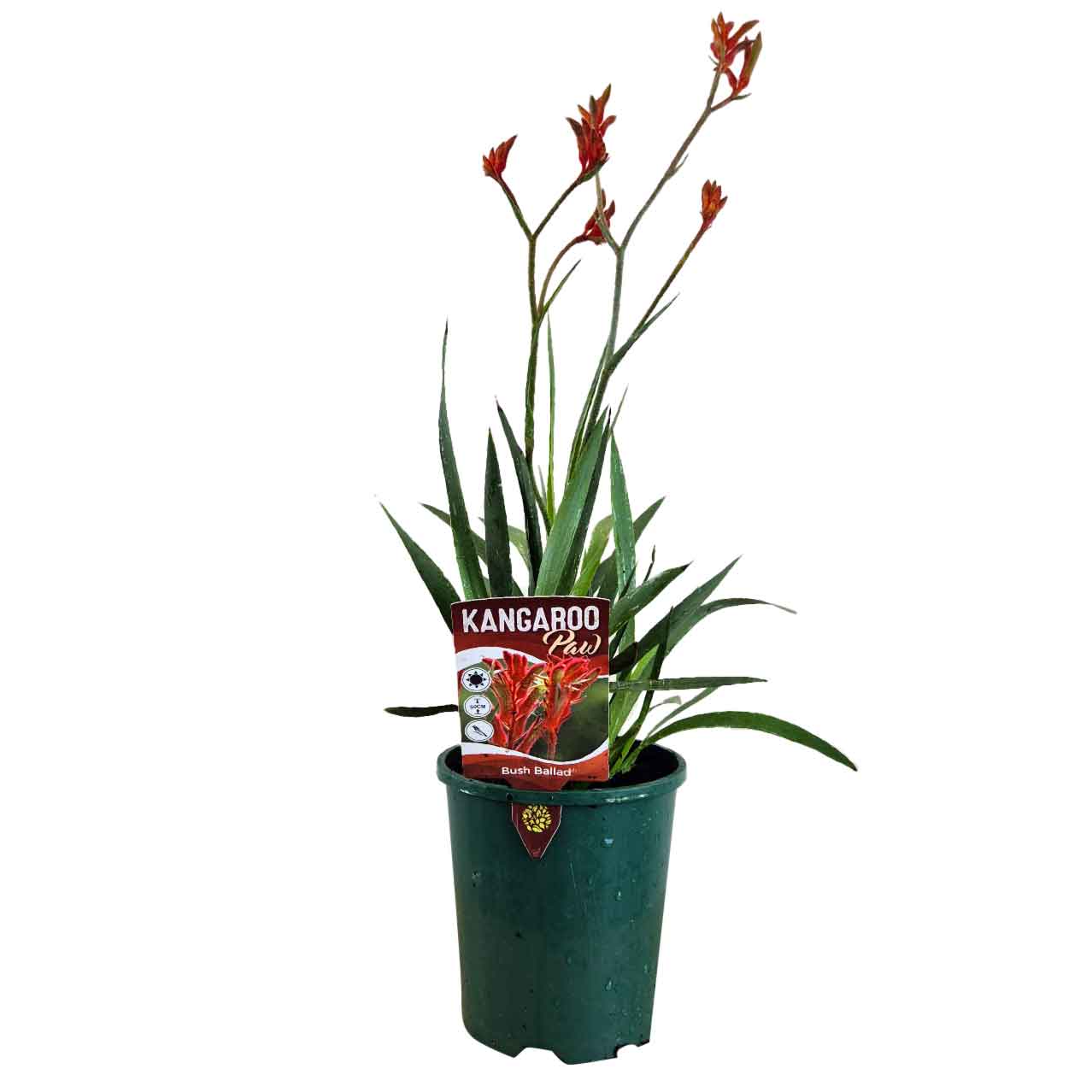 Kangaroo Paw 'Bush Ballad'