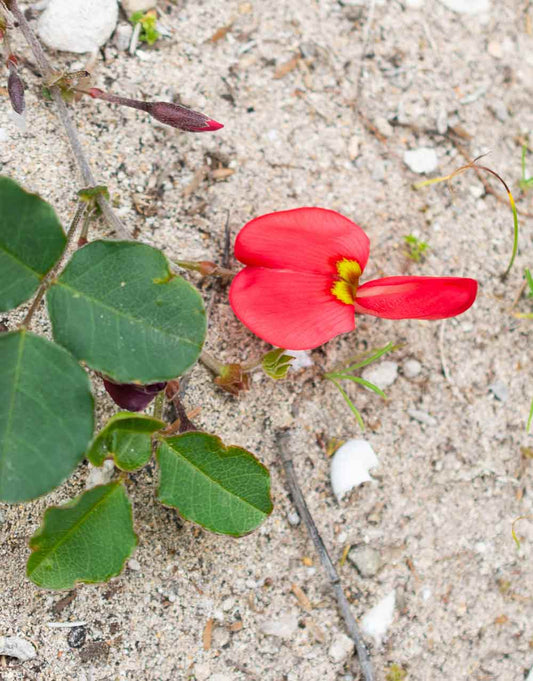 Scarlet Runner - Kennedia prostrata