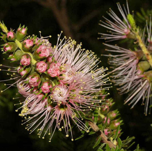 Close-up of pink flowers with green leaves on a dark background