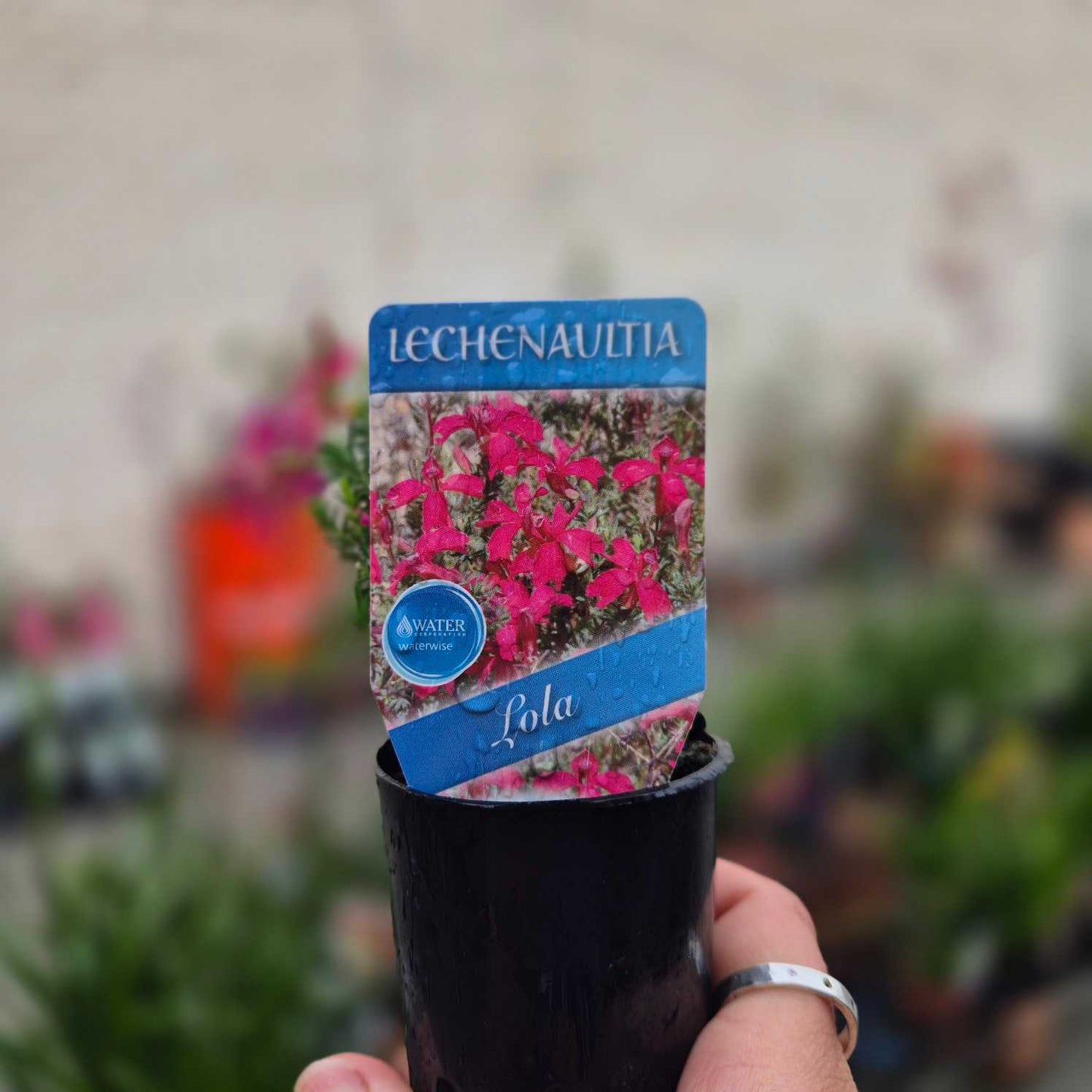 Potted plant with a Lechenaultia Lola label held by a person.
