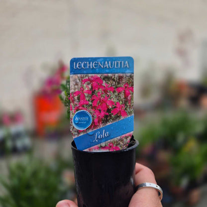 Potted plant with a Lechenaultia Lola label held by a person.