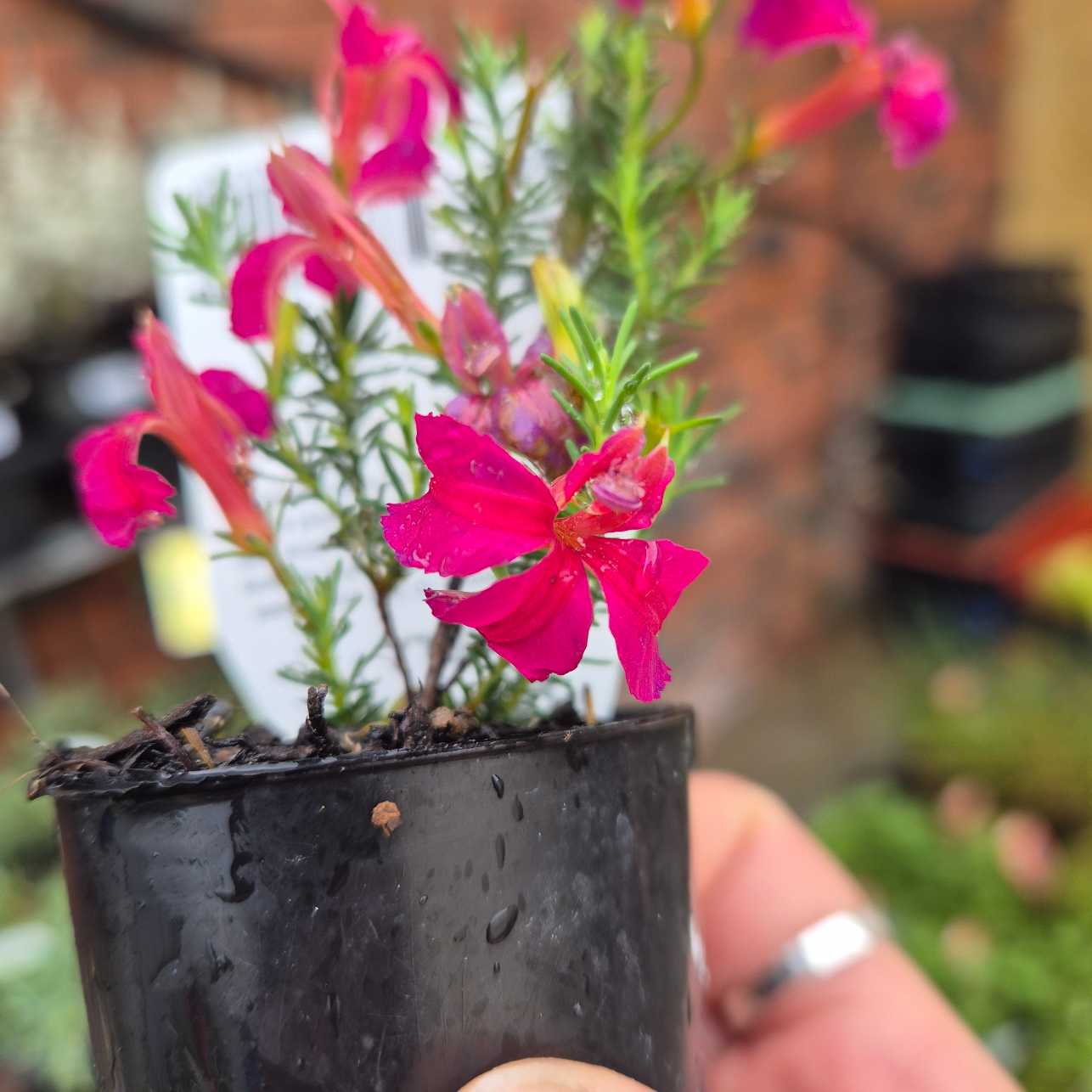 Small potted plant with pink flowers held by a hand against a blurred background