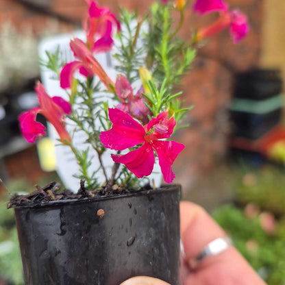 Small potted plant with pink flowers held by a hand against a blurred background