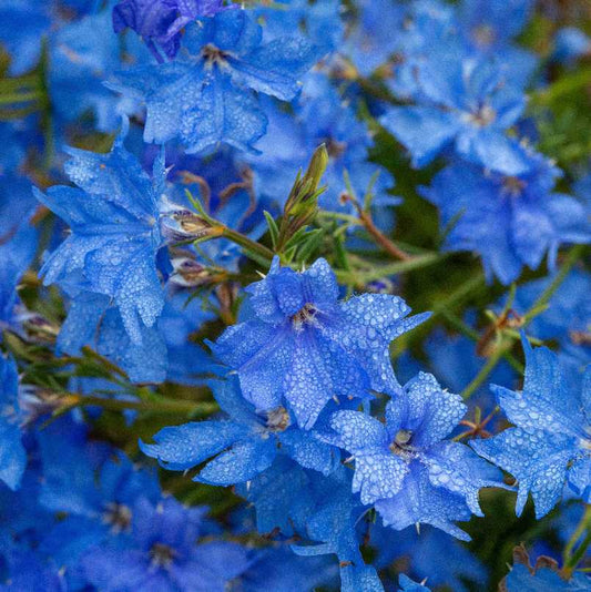 Close-up of blue flowers with water droplets on a blurred background