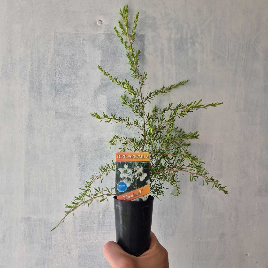 Potted plant held by a hand against a gray concrete wall