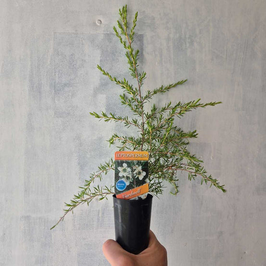 Potted plant held by a hand against a gray concrete wall