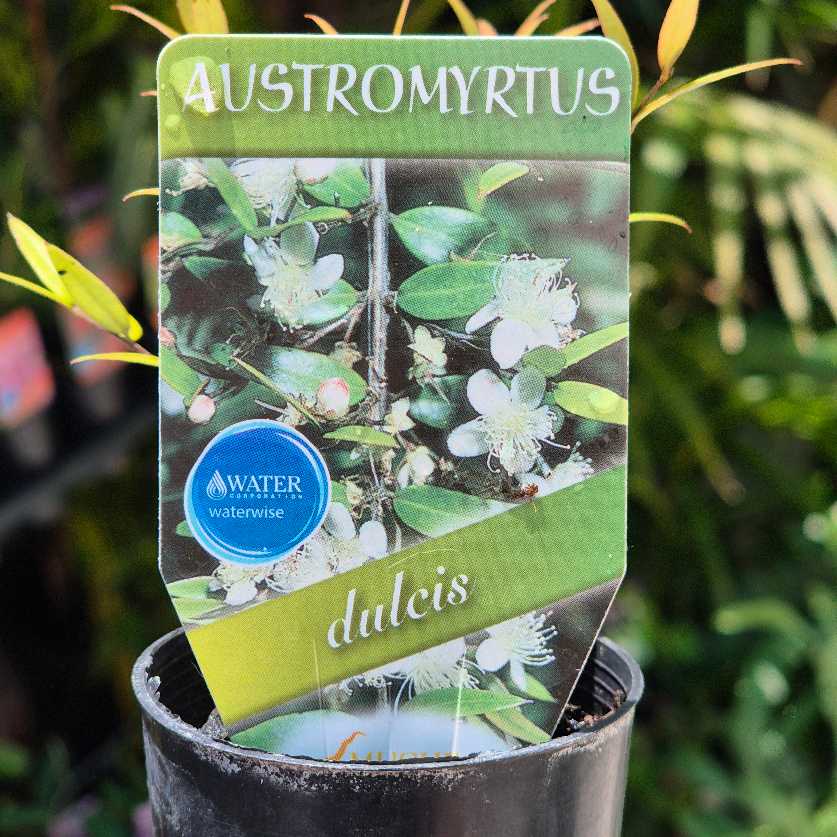 Potted plant with a label indicating 'Austromyrtus dulcis' and 'waterwise' on a blurred green background.