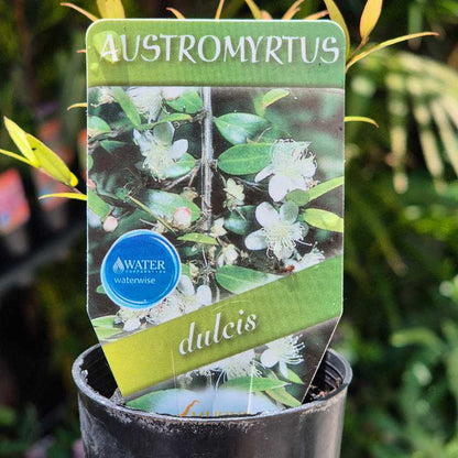 Potted plant with a label indicating 'Austromyrtus dulcis' and 'waterwise' on a blurred green background.