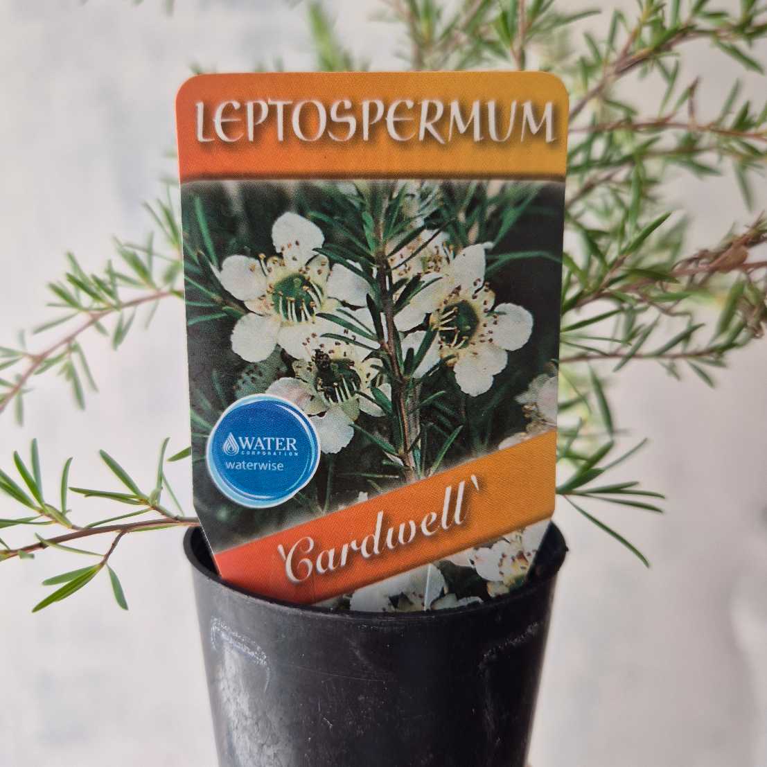 Leptospermum plant label with white flowers in a pot against a blurred green background