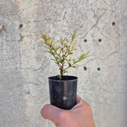 Small potted plant held in front of a textured wall