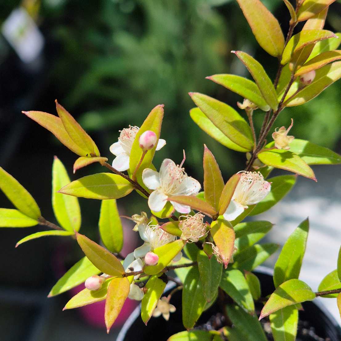 Close-up of a plant with green leaves and small white flowers.