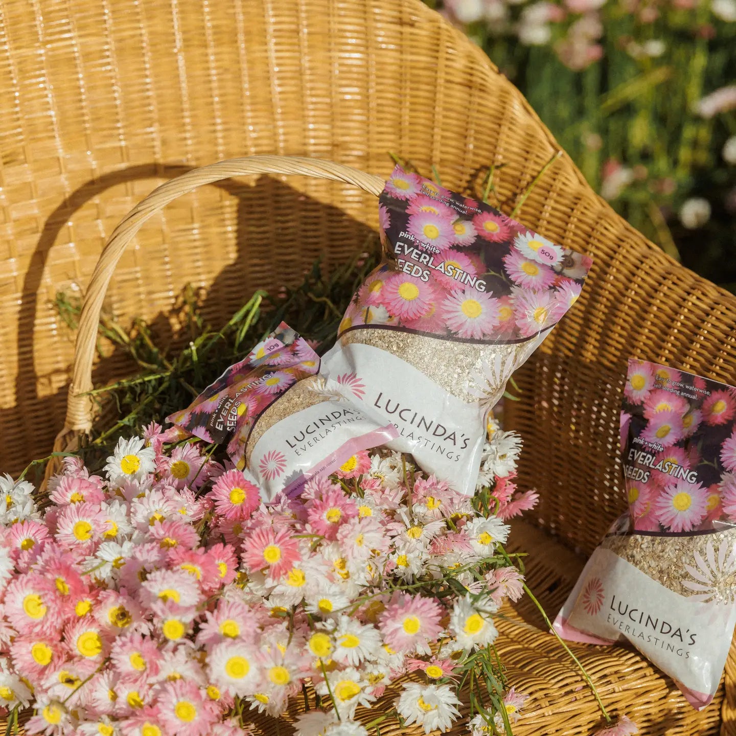 Everlasting Seeds 10g