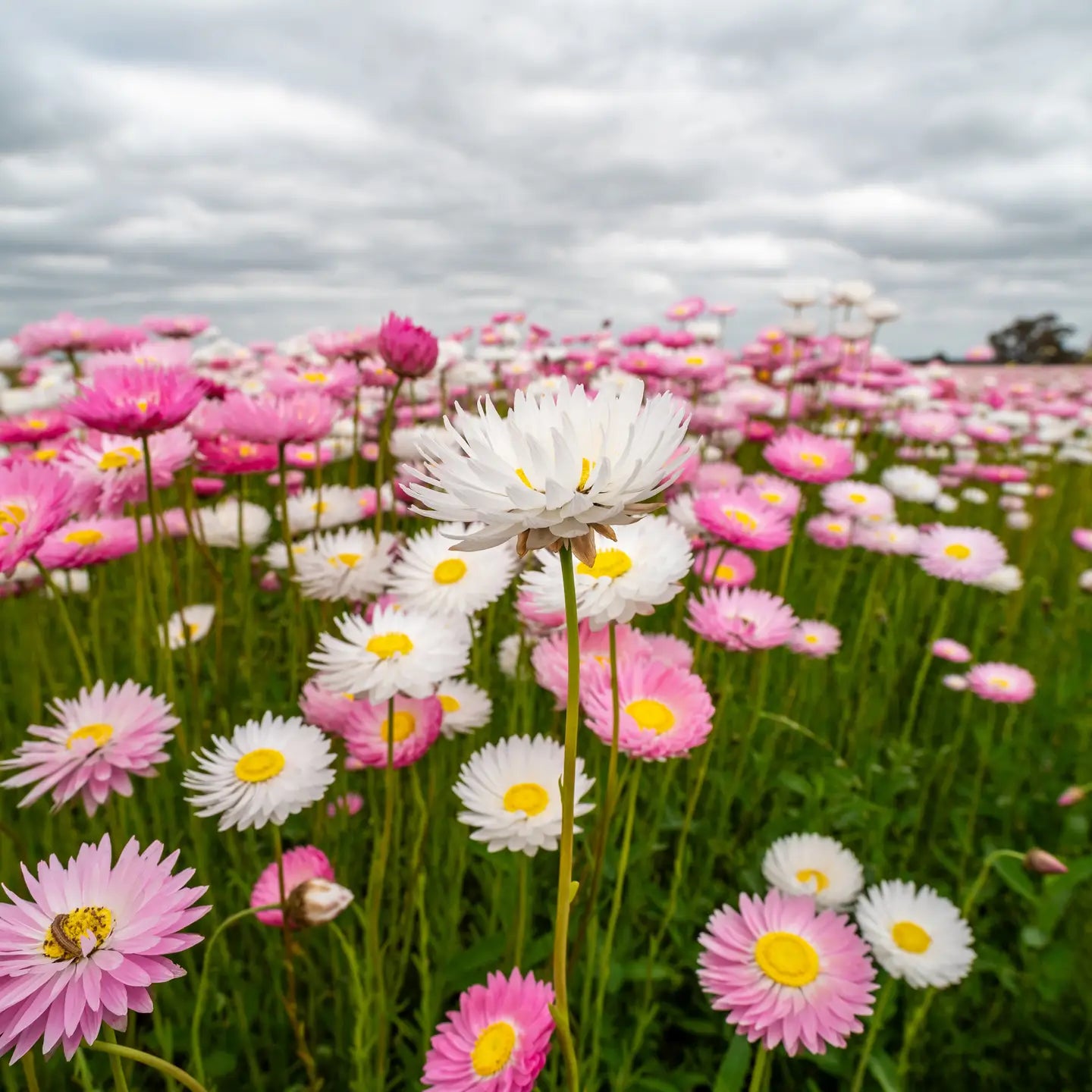 Field of pink and white flowers with a cloudy sky.